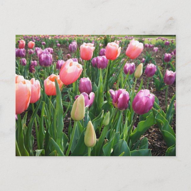 Carte Postale Jolies tulipes (Devant)