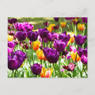 Carte Postale Jolies tulipes violettes et jaunes