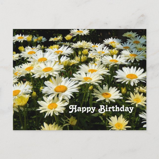 Carte Postale Jolis marguerites blanches Jardin Floral Photo Ann (Devant)