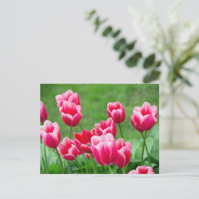 Carte Postale Jolis tulipes écarlates dans le jardin (Debout devant)