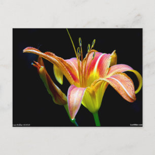 Carte Postale Jolis vêtements et cadeaux Tawny Daylily II