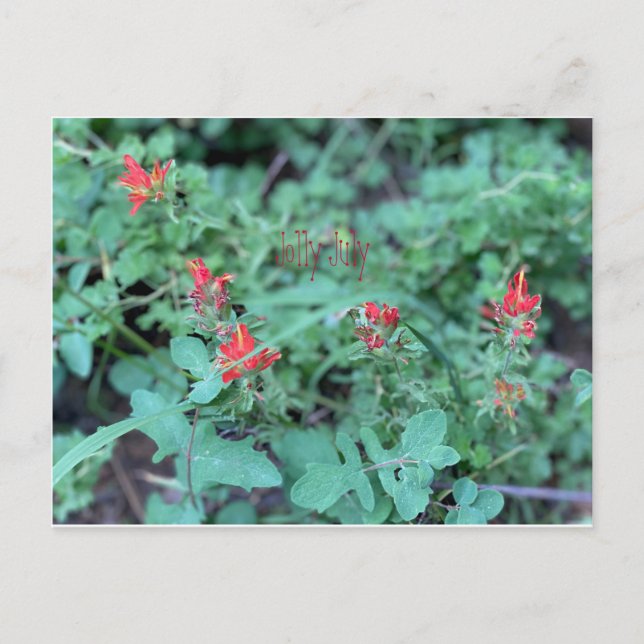 Carte Postale Jolly juillet (Devant)
