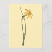 Jonquil Daffodil Fleur Jaune Illustration