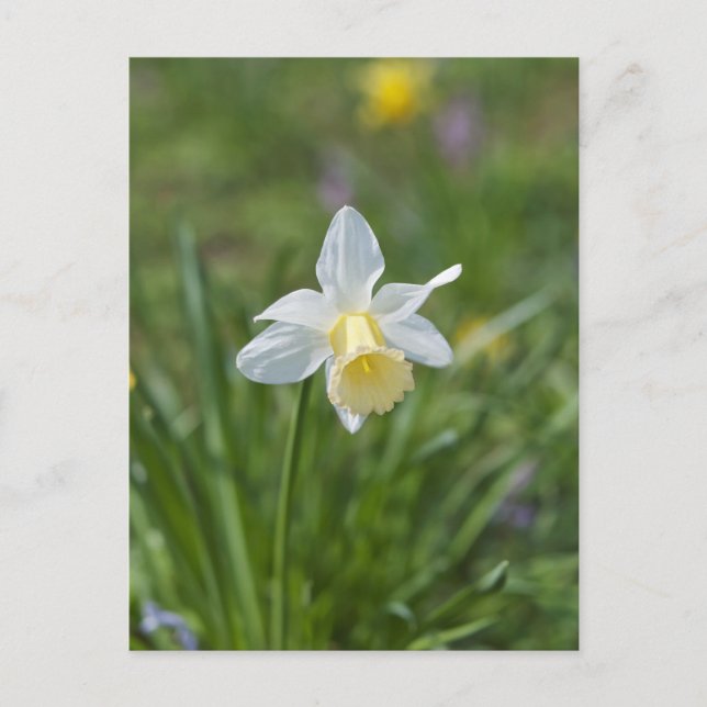 Carte Postale Jonquille (Devant)