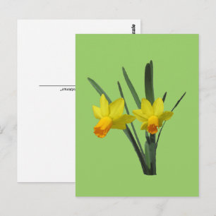 Carte postale - Jonquille
