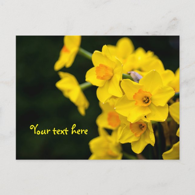 Carte postale jonquilles (Devant)
