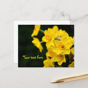 Carte postale jonquilles