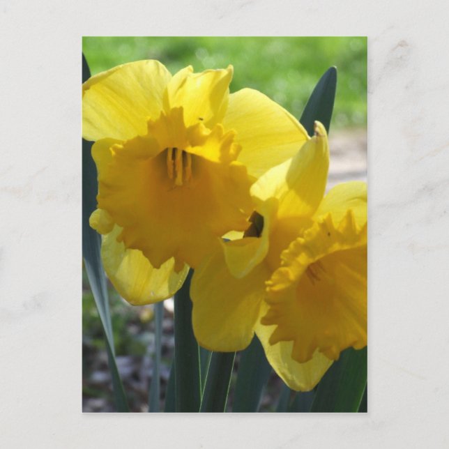 Carte Postale Jonquilles (Devant)