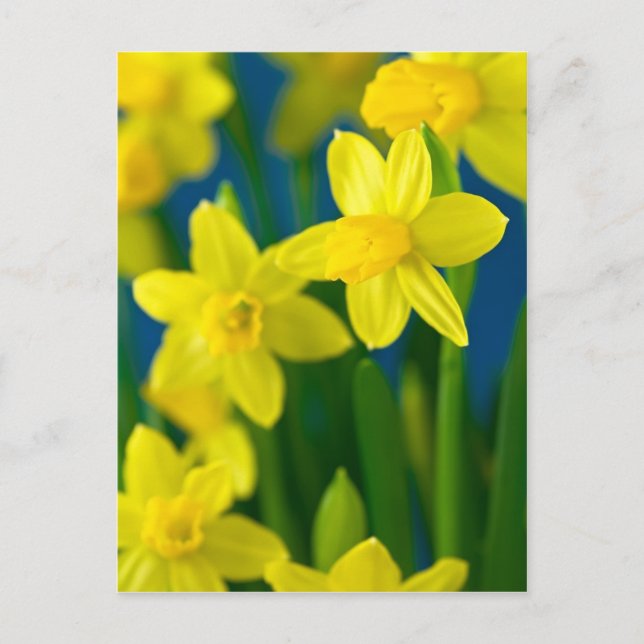 Carte Postale Jonquilles (Devant)