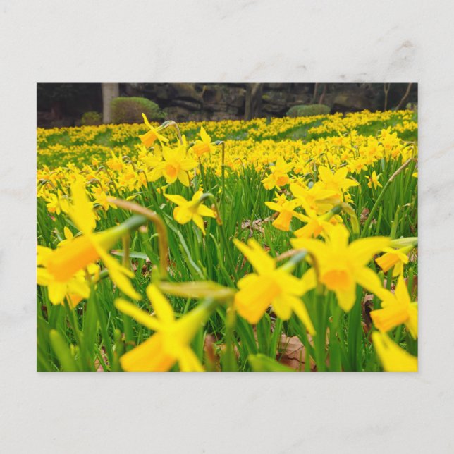 Carte Postale Jonquilles  (Devant)