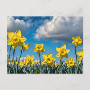 Carte Postale Jonquilles Danseuses