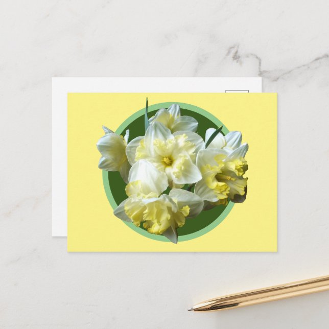 Carte Postale Jonquilles de printemps Fleurs de Narcisse blanche (Devant/Arrière en situation)