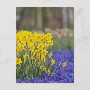Carte Postale Jonquilles et Muscari, Keukenhof