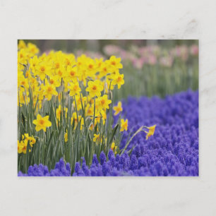Carte Postale Jonquilles et muscaris, Keukenhof 3