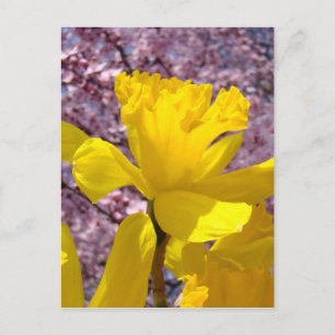 Carte postale jonquilles fleurs roses printemps