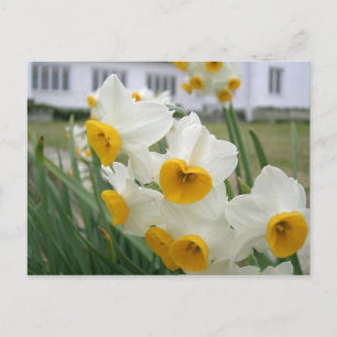 Carte Postale Jonquilles printanières en fleurs Jardin floral