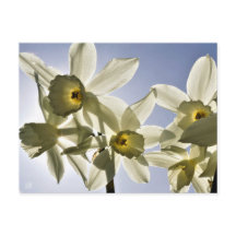 Jonquilles qui fleurissent avec un ciel bleu print