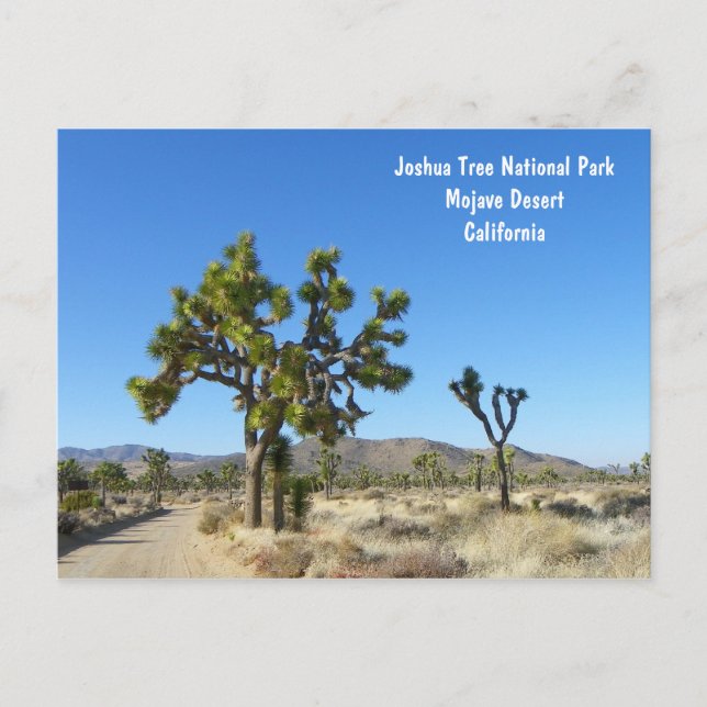 Carte postale Joshua Tree ! (Devant)