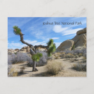 Carte postale Joshua Tree !