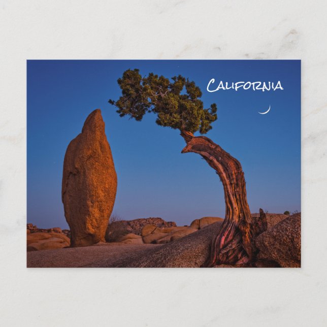 Carte postale Joshua Tree California (Devant)