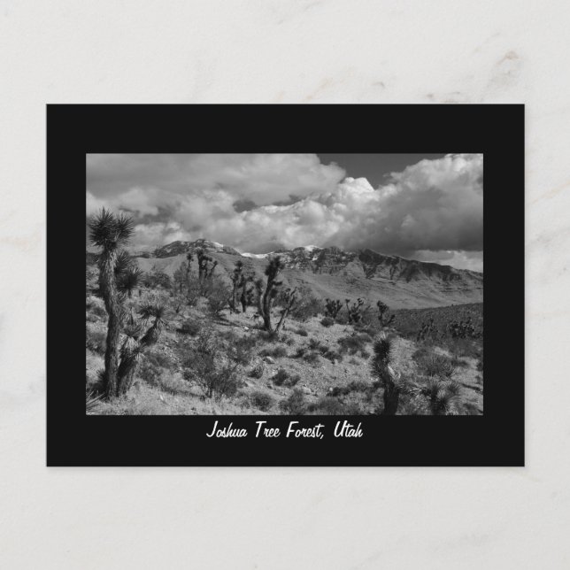 Carte Postale Joshua Tree Forest, Utah (Devant)