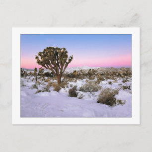 Carte Postale "Joshua Tree In Snow"