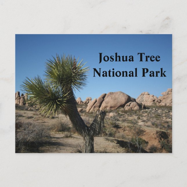 Carte Postale Joshua Tree National Park California Travel USA (Devant)