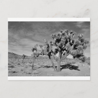 Carte Postale Joshua Tree (noir et blanc)