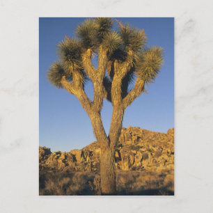 Carte Postale Joshua Tree, Yucca brevifolia) et granit