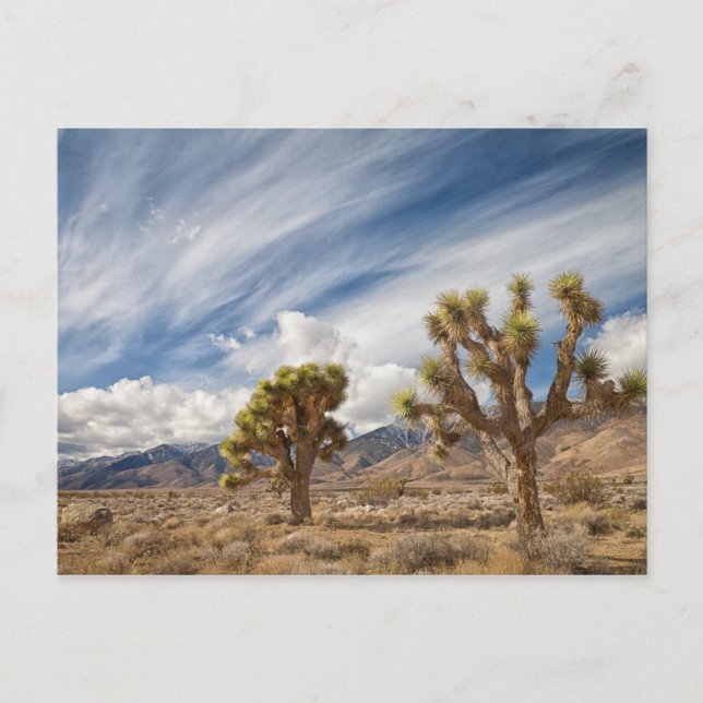 Carte Postale Joshua Trees dans le désert (Devant)