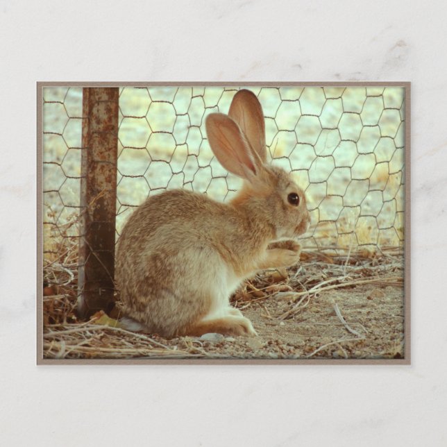 Carte Postale Jote Lapin Cottontail (Devant)