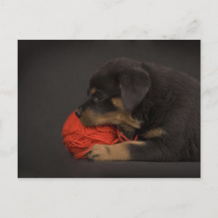 Carte Postale Jouer au chiot 2
