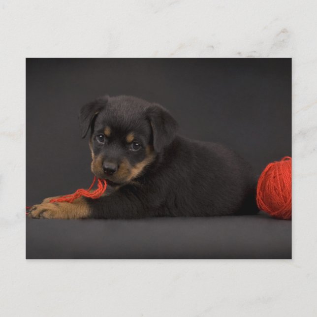 Carte Postale Jouer au chiot 5 (Devant)