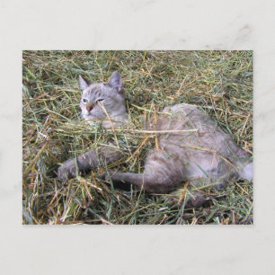 Carte Postale Jouer dans le foin