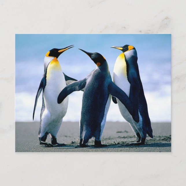 Carte Postale Jouer des pingouins (Devant)