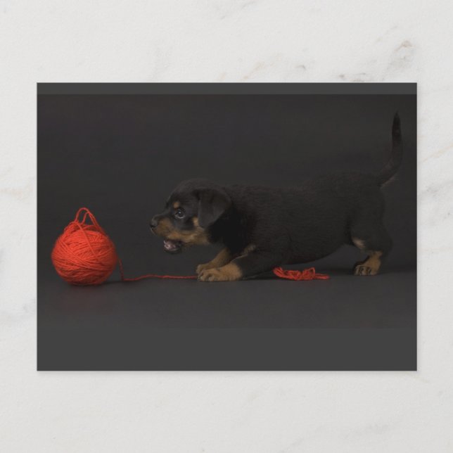 Carte Postale Jouer Puppy 3 (Devant)