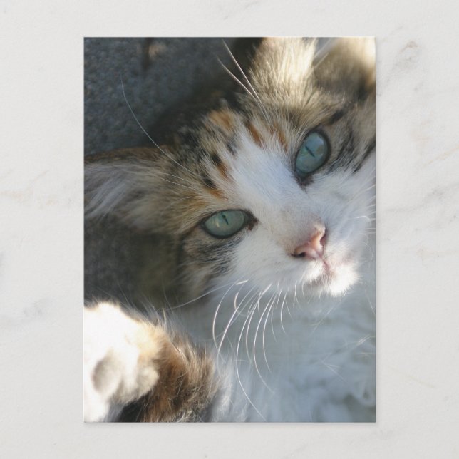 Carte Postale Joueur Kitty (Devant)