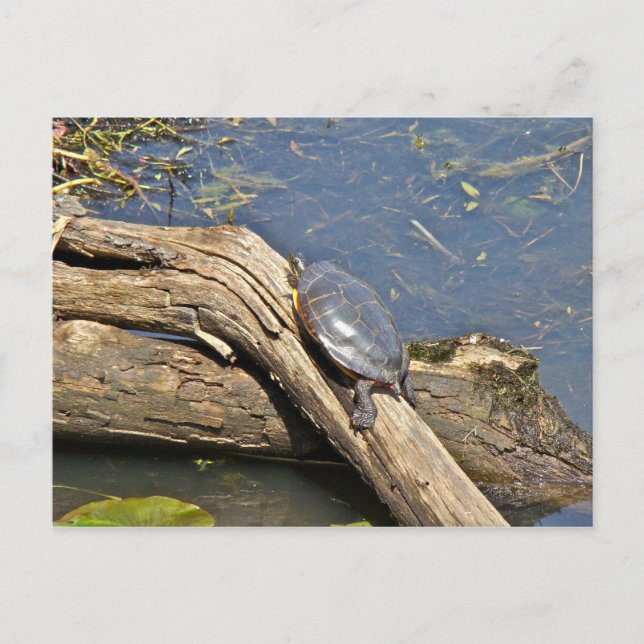 Carte Postale Jour de congé de la tortue (Devant)