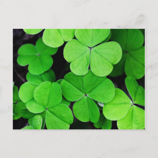 Carte Postale Jour de la Saint Patrick shamrock (Devant)