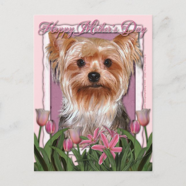 Carte Postale Jour de mères - tulipes roses - Yorkshire Terrier (Devant)