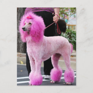 Carte Postale Jour des canicules 2010 #11