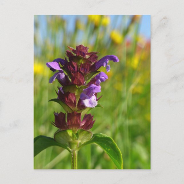 Carte Postale Jour du soleil - fleur de lila (Devant)