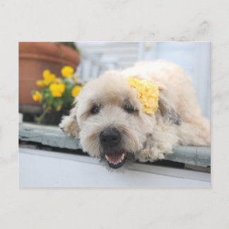 Carte Postale Jour ensoleillé Wheaton