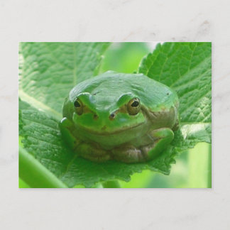 Carte Postale Jour heureux - grenouille verte près