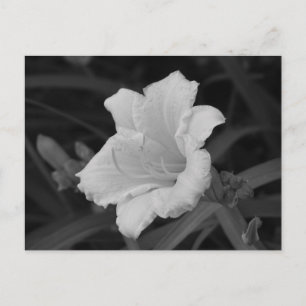 Carte Postale Jour Jaune Lily