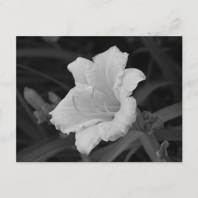 Carte Postale Jour Jaune Lily (Devant)