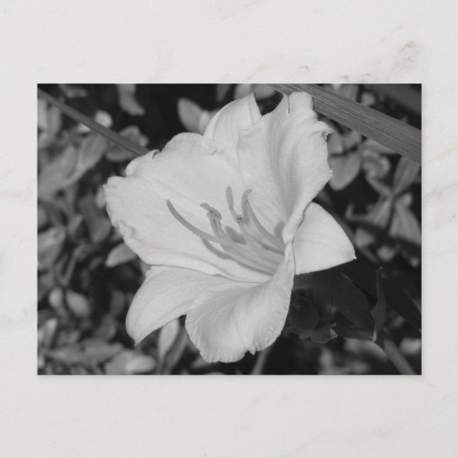 Carte Postale Jour Jaune Lily (Devant)