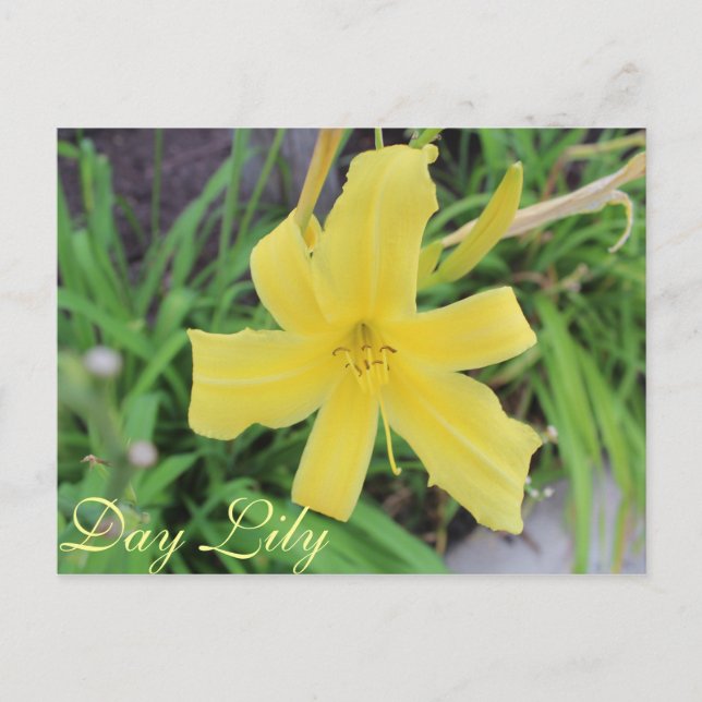 Carte Postale Jour Jaune Lily # 1 (Devant)