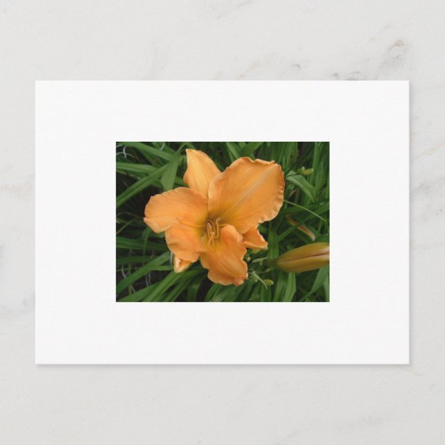 Carte Postale Jour Lily (Devant)