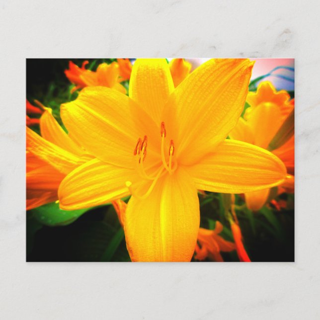 Carte Postale Jour Orange Jaune Fleurs Lys Jardin Ensoleillé (Devant)